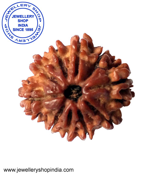 10 Mukhi Rudraksha from Nepal