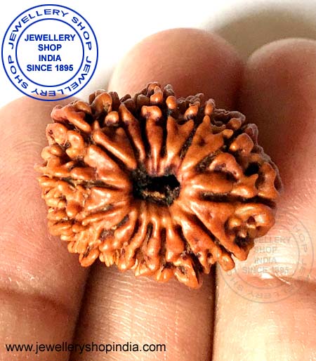 15 Mukhi Rudraksha from Nepal