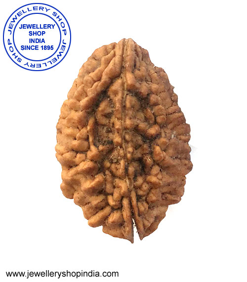 2 Mukhi Rudraksha from Nepal