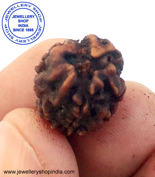 3 Mukhi Rudraksha from Nepal