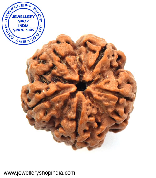 5 Mukhi Rudraksha from Nepal