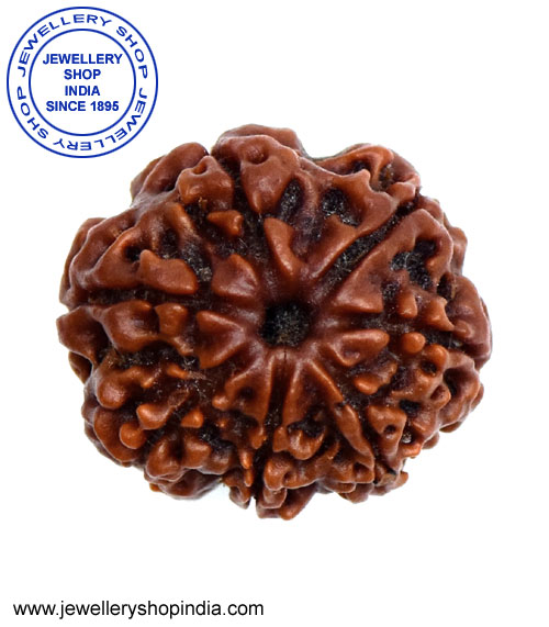 7 Mukhi Rudraksha from Nepal