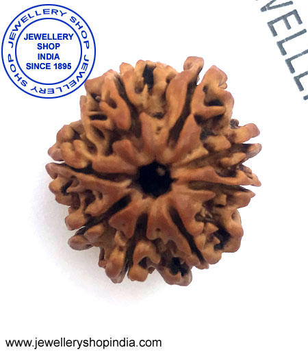 8 Mukhi Rudraksha from Nepal